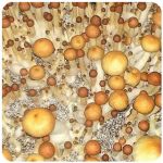 Псилоцибиновые (галлюциногенные)  грибы Psilocybin "Golden Teacher" в Рузаевке